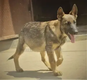 3-6 Months Male Purebred German Shepherd