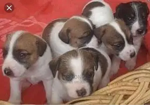 Jack Russell Puppies