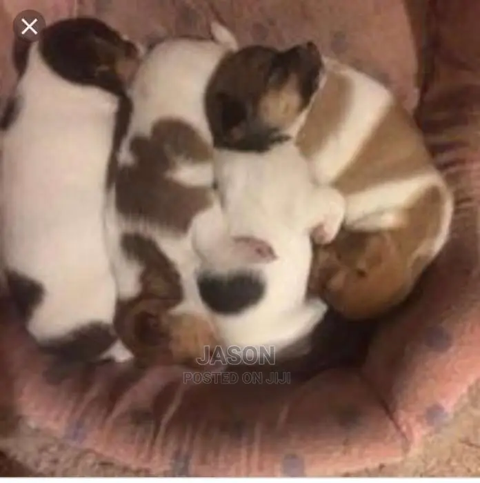Jack Russell Puppies