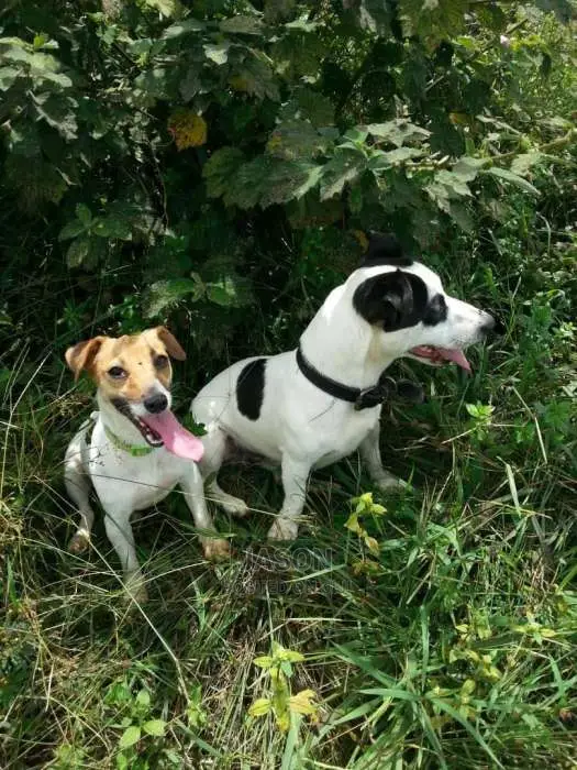 Jack Russell Puppies