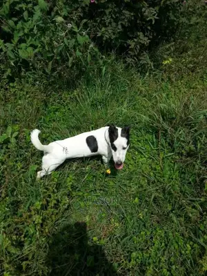 Jack Russell Puppies