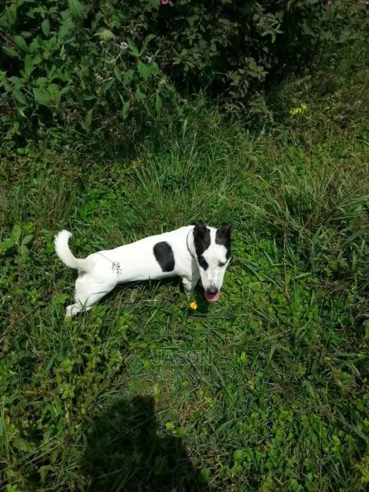 Jack Russell Puppies