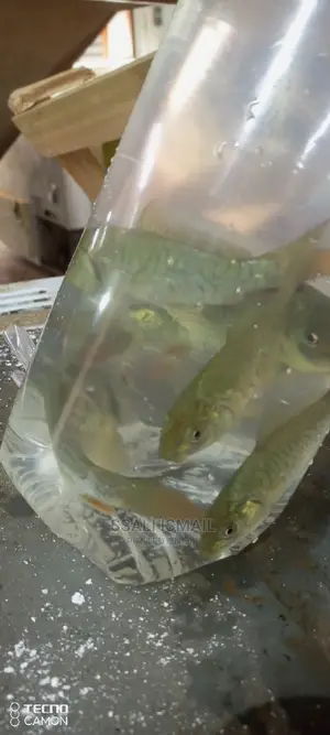 Mirror Carps