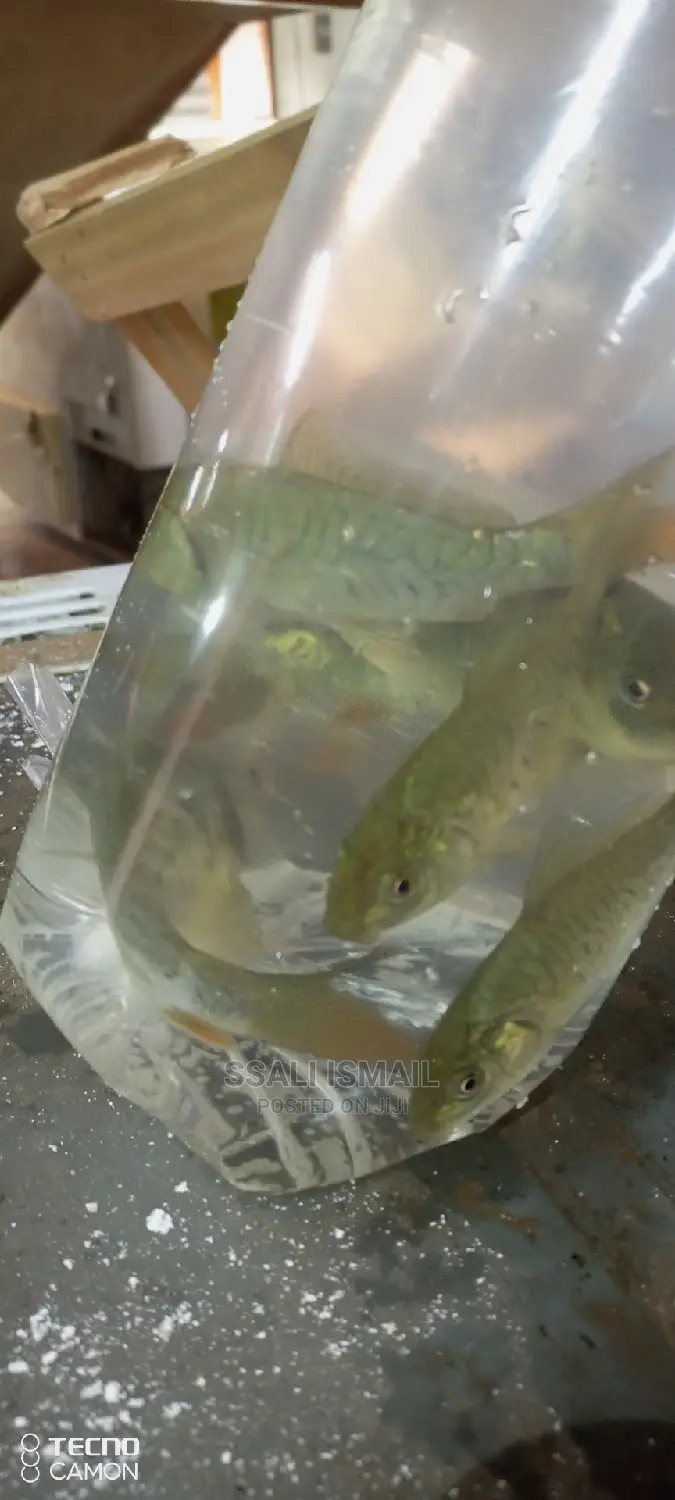 Mirror Carps
