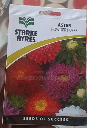 Aster Flower Seeds