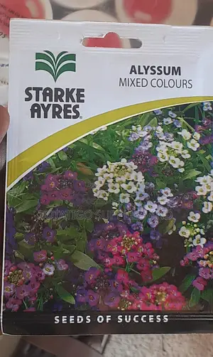Alyssum Flower. Seeds-1sachet