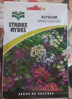 Alyssum Flower. Seeds-1sachet