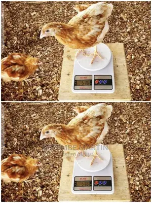 Kitchen Scale