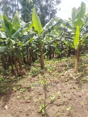 Plots for Sale Located in Kagote Fort Portal City