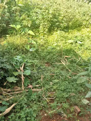 4 Acres on Sale in Mukono Busiba( Namajoolo)