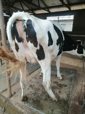 Cow Mattress 4×7ft