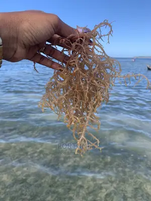 Seamoss Plant 250g