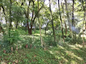 Genuine Land. Prime Residential /Business Land. 1 Acre.