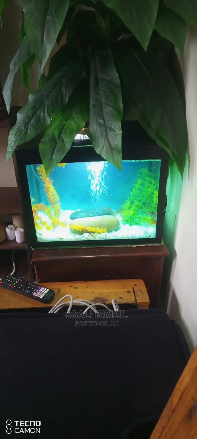 Simple and Affordable Aquarium