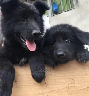 3-6 months Male Purebred German Shepherd