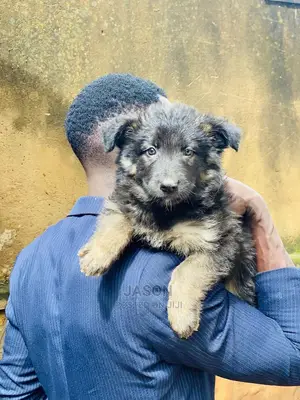 1-3 months Male Purebred German Shepherd