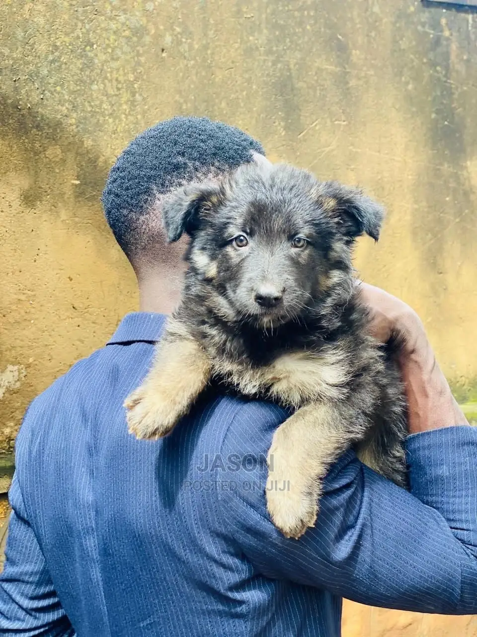 1-3 months Male Purebred German Shepherd