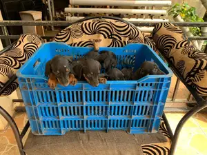 1-3 months Male Purebred Dachshund