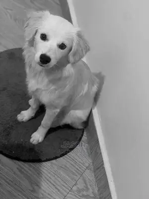 1-3 months Female Purebred Japanese Spitz