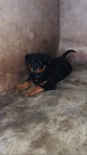1-3 months Female Purebred Rottweiler