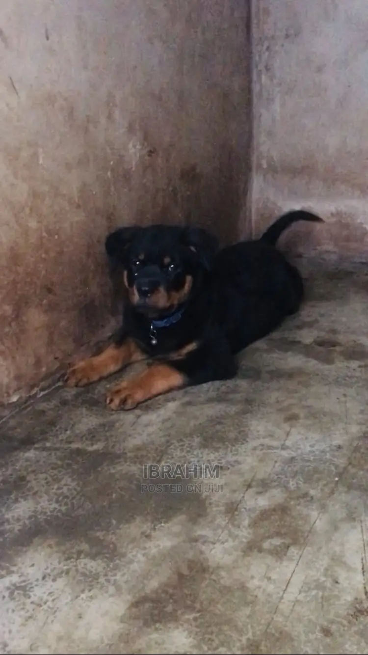 1-3 months Female Purebred Rottweiler
