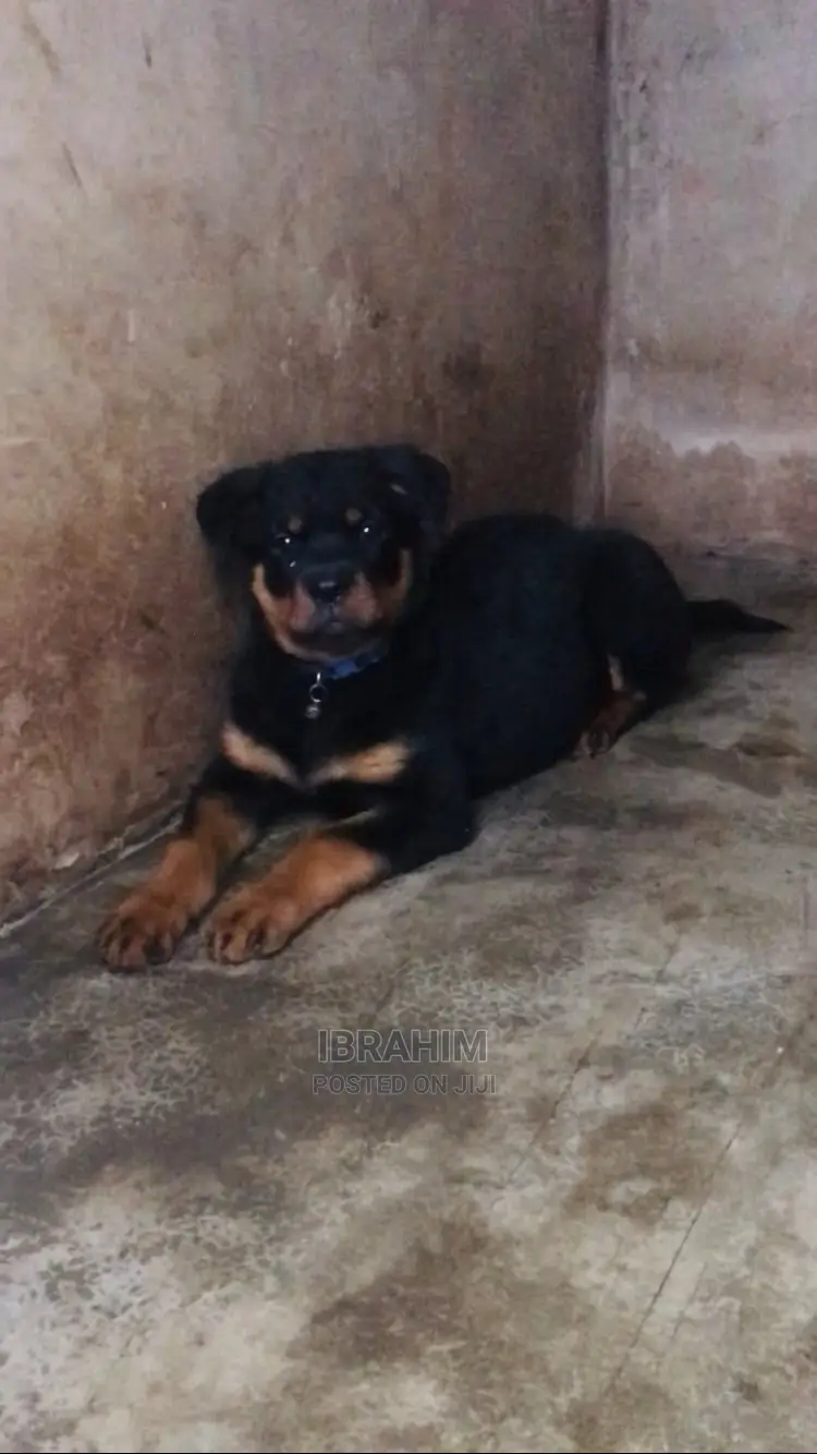 1-3 months Female Purebred Rottweiler