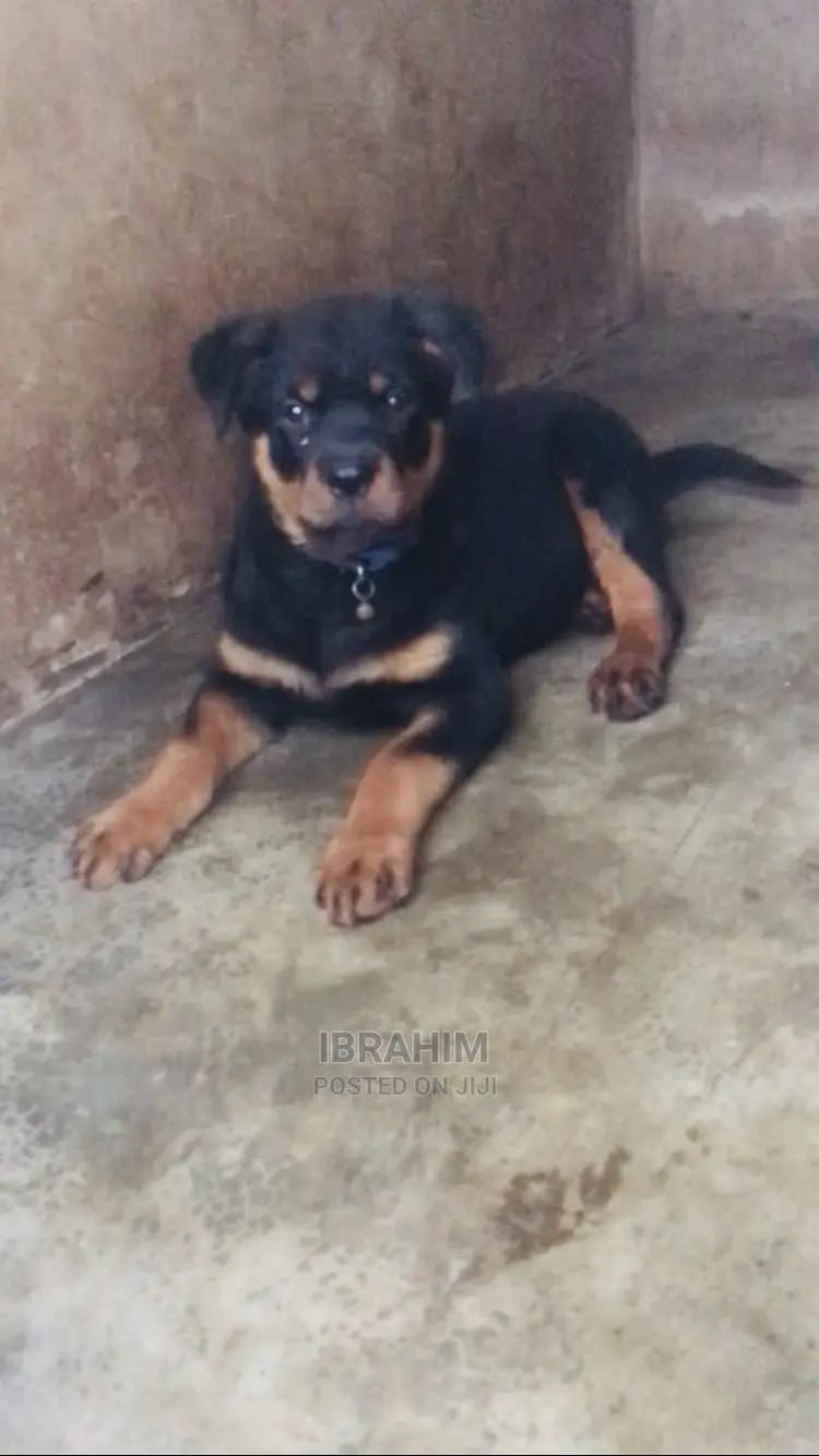 1-3 months Female Purebred Rottweiler