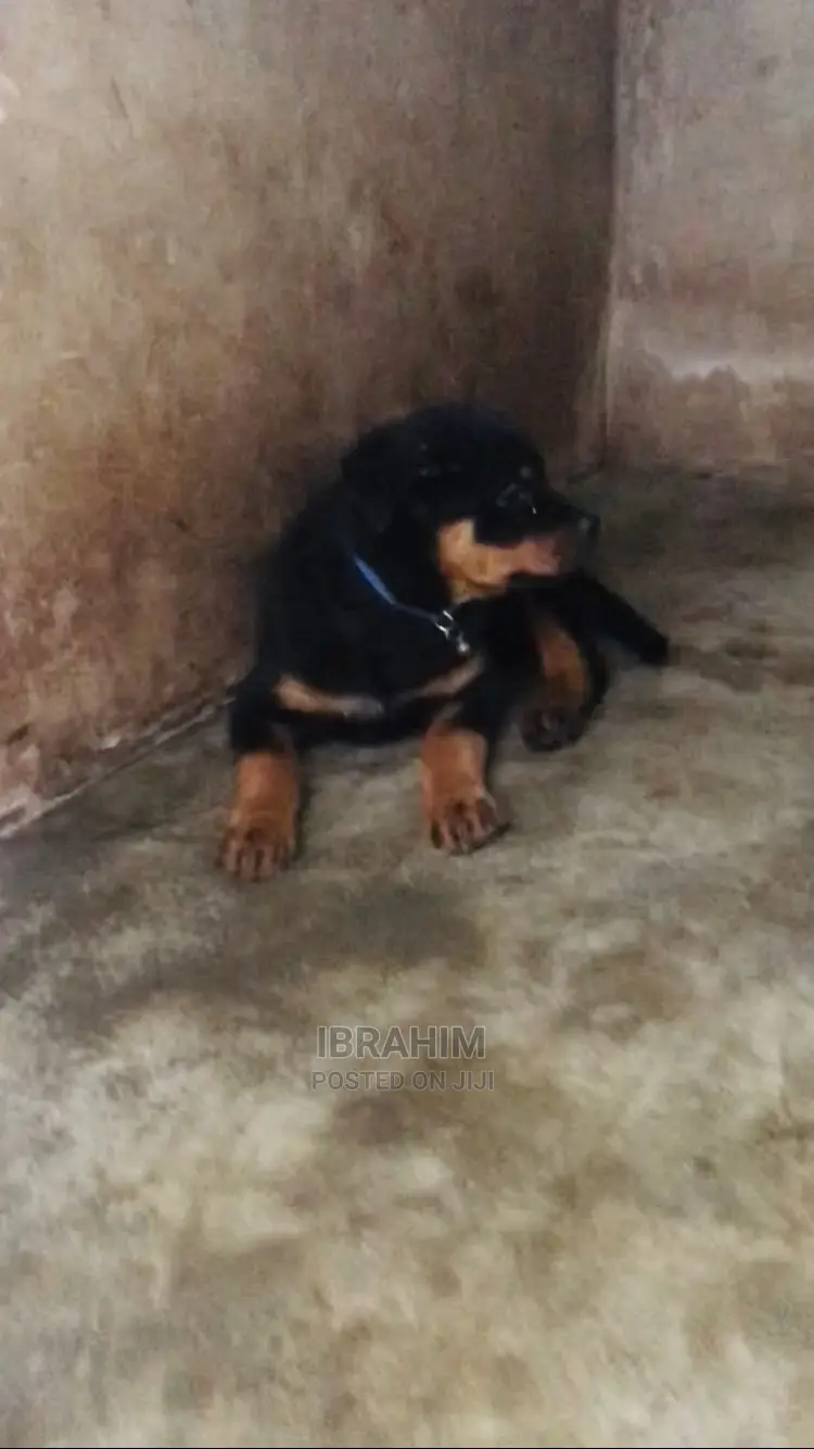 1-3 months Female Purebred Rottweiler