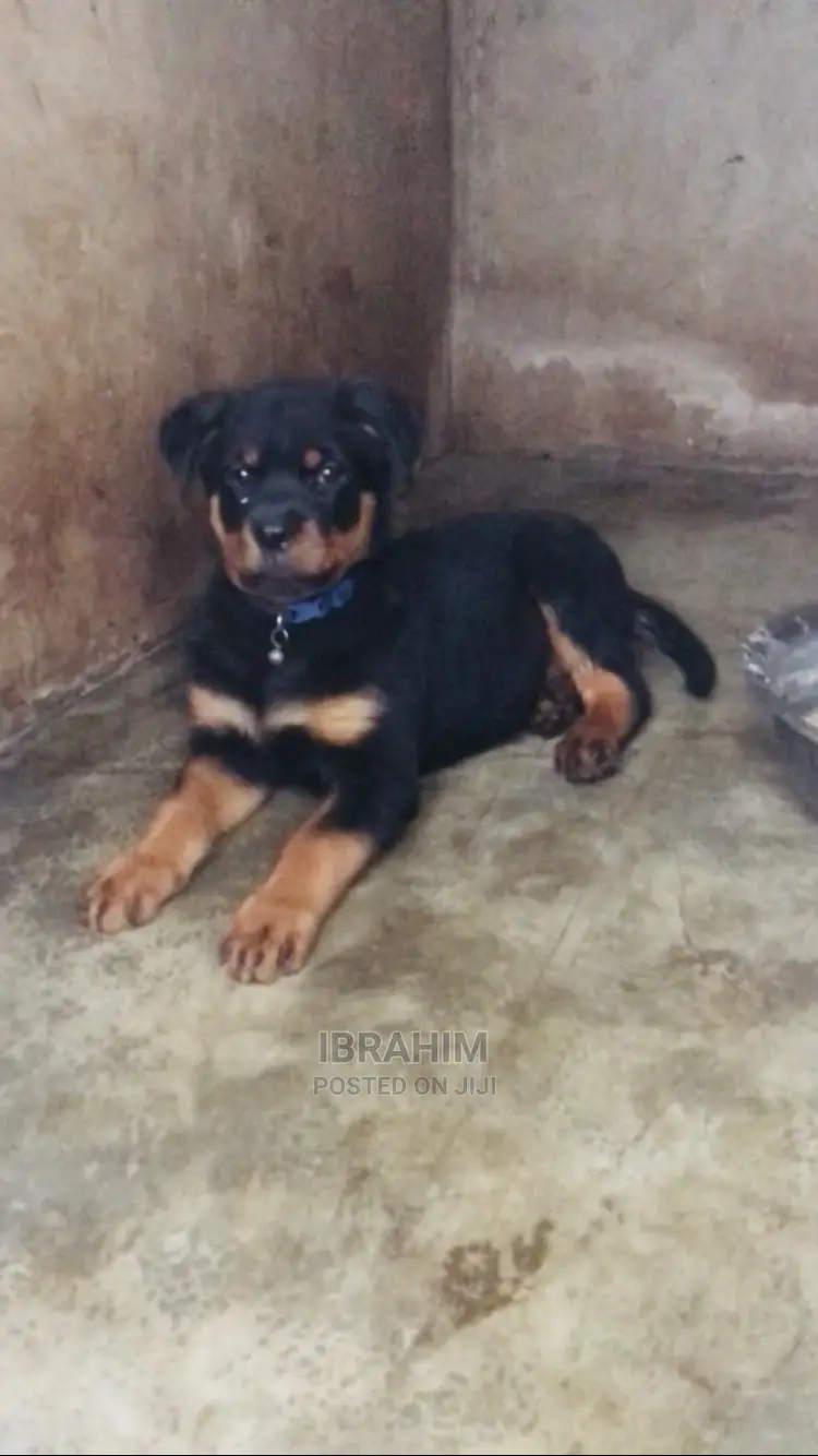 1-3 months Female Purebred Rottweiler