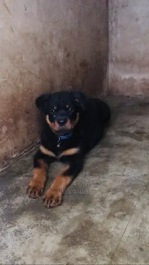 1-3 months Female Purebred Rottweiler