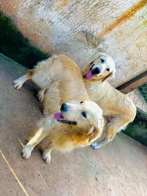 6-12 months Male Purebred Golden Retriever