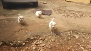 1-3 months Male Purebred Maltese