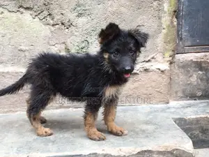 1-3 months Female Purebred German Shepherd