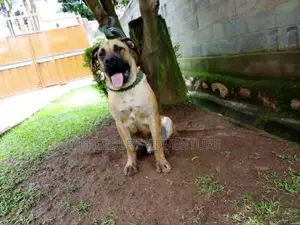 6-12 months Male Purebred Boerboel