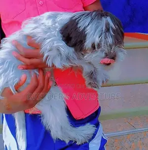 1-3 months Female Purebred Maltese