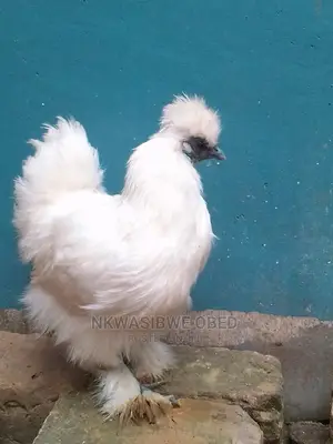 Chinese Silkie Bantam Chicken