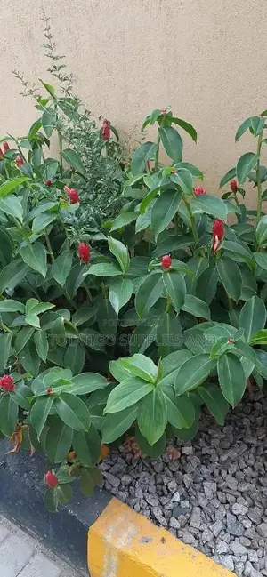 Beautiful Compound Flowers