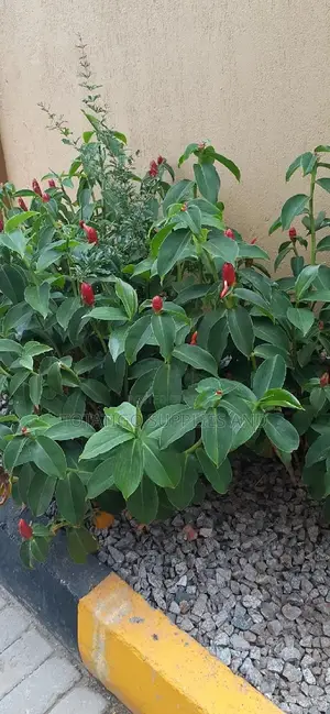 Beautiful Compound Flowers