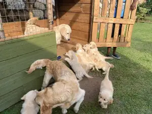 1-3 months Female Purebred Golden Retriever