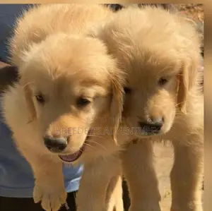 1-3 months Male Purebred Golden Retriever