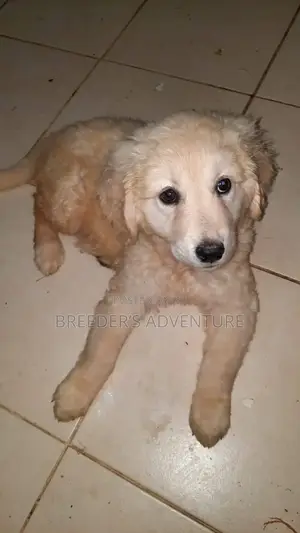 1-3 months Female Purebred Golden Retriever