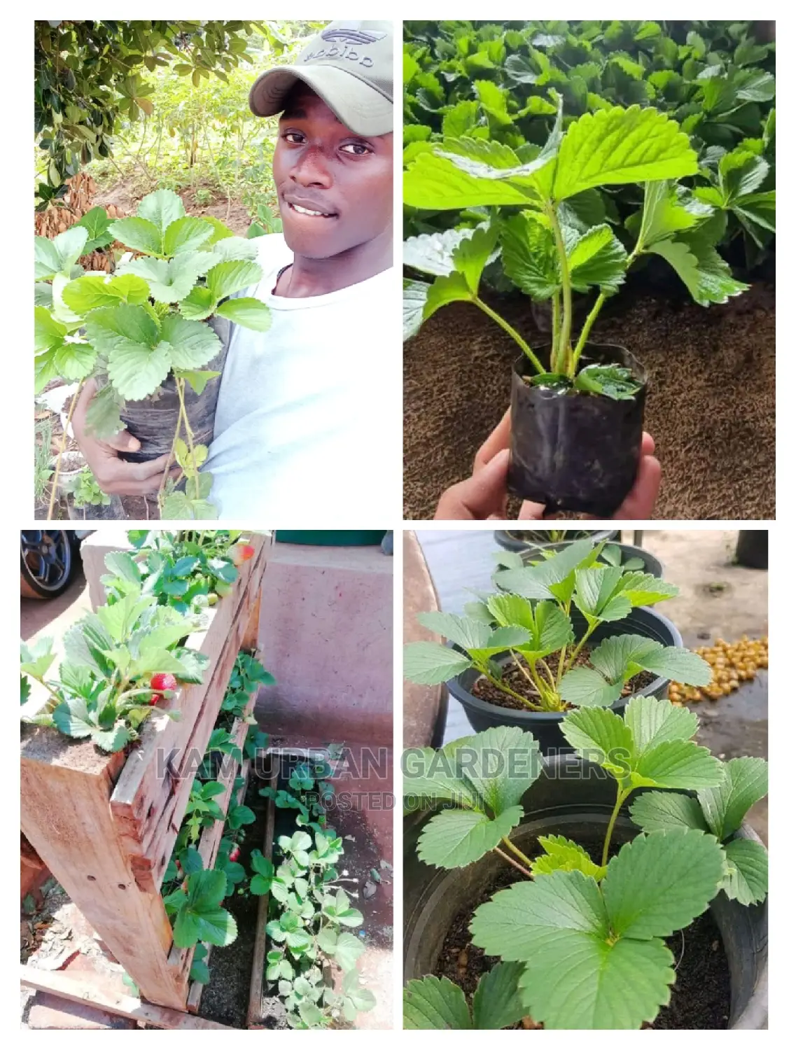 Strawberry Seedlings
