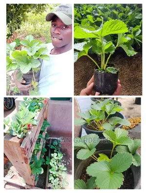 Strawberry Seedlings