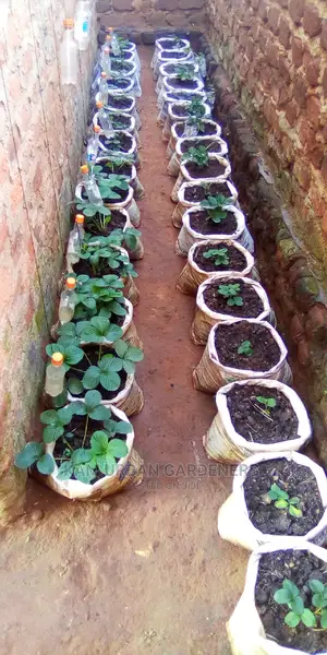 Strawberry Seedlings