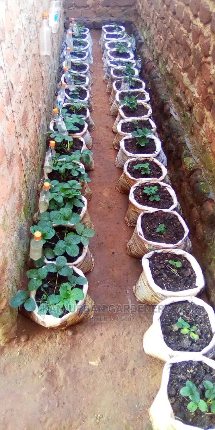 Strawberry Seedlings