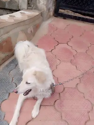 3-6 months Male Purebred Japanese Spitz