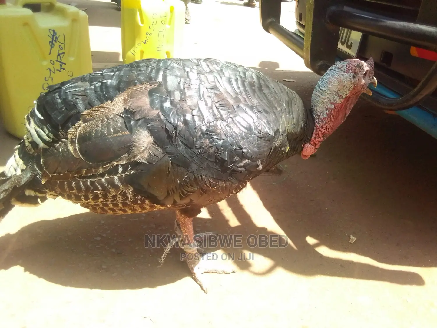 Turkeys for Sell