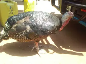 Turkeys for Sell