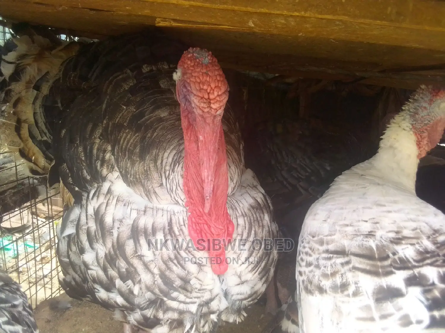 Turkeys for Sell