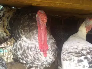 Turkeys for Sell